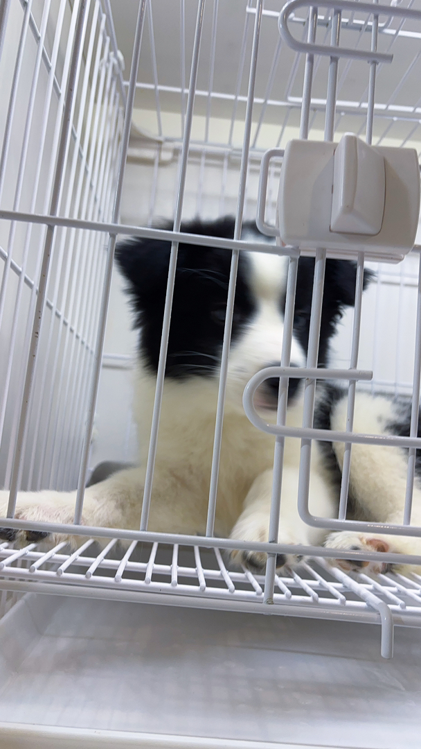 边境牧羊犬