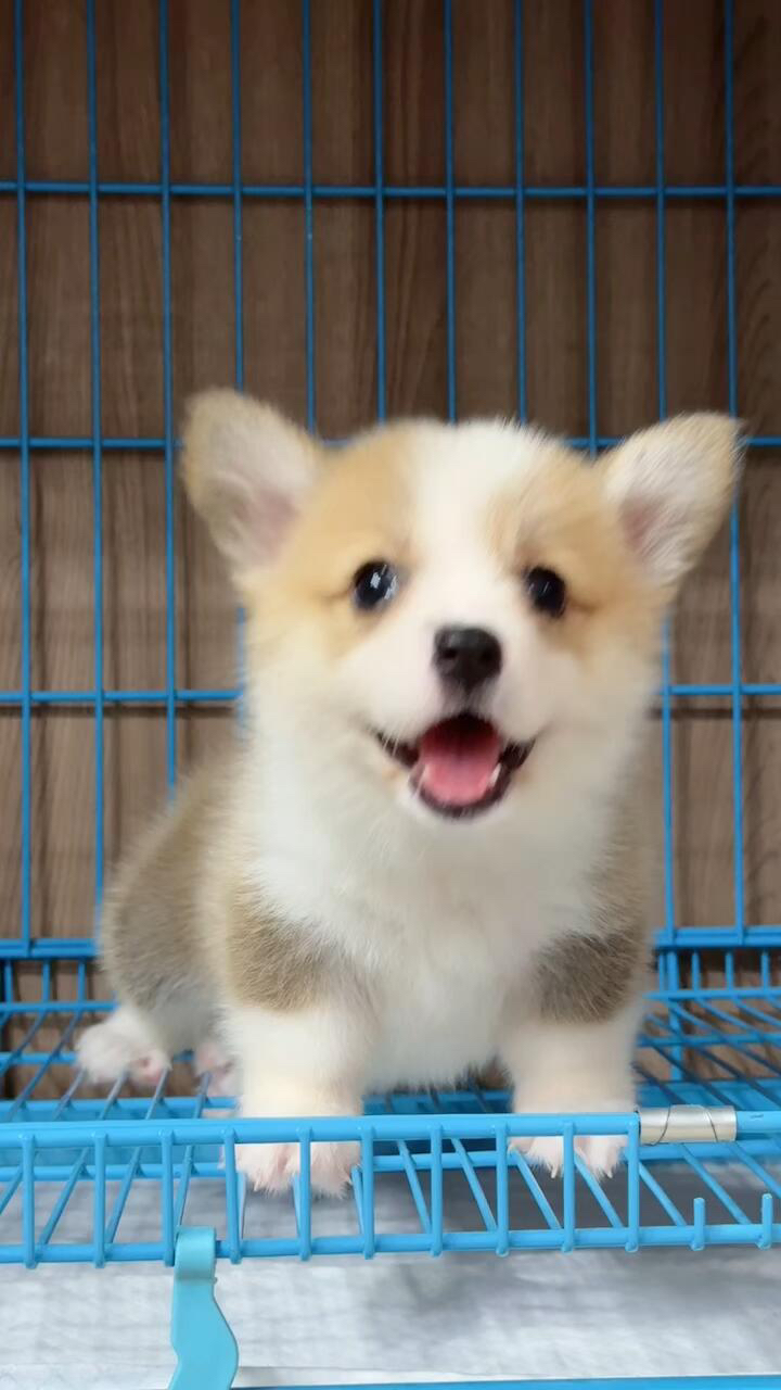 柯基幼犬,萌态十足,小短腿大耳朵,治愈系萌宠