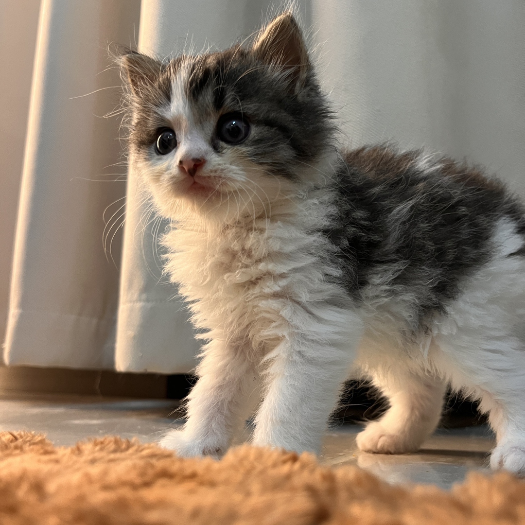 缅因猫幼崽，毛发浓密蓬松，大眼萌态尽显高贵优雅