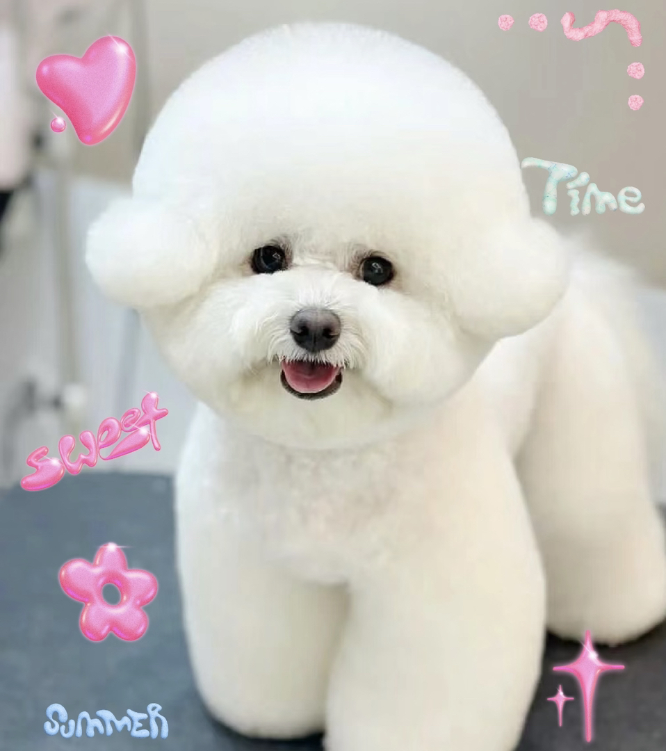 高端爆毛比熊❤️随时发货