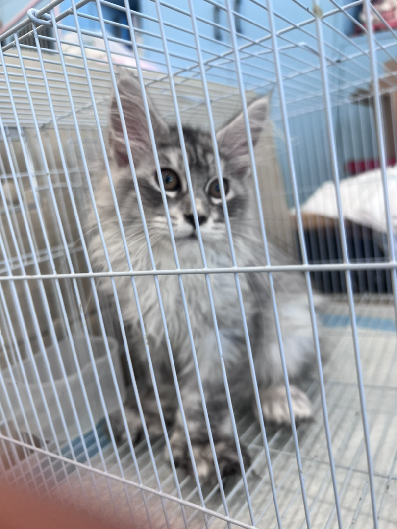 缅因猫幼崽，颜值爆表，体型健硕，温柔巨猫的不二之选