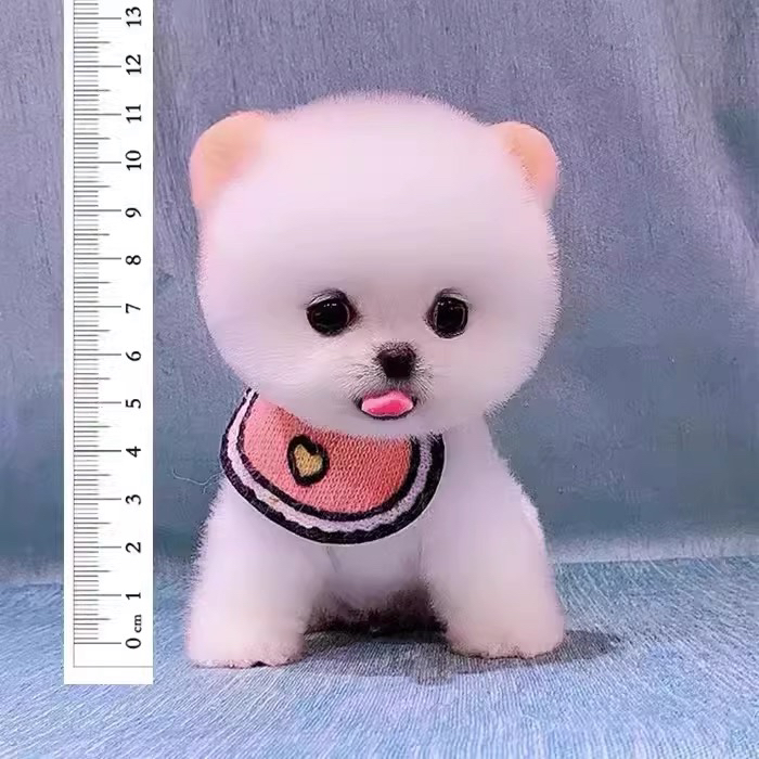 可爱博美犬，吐舌卖萌，毛球般外形惹人爱