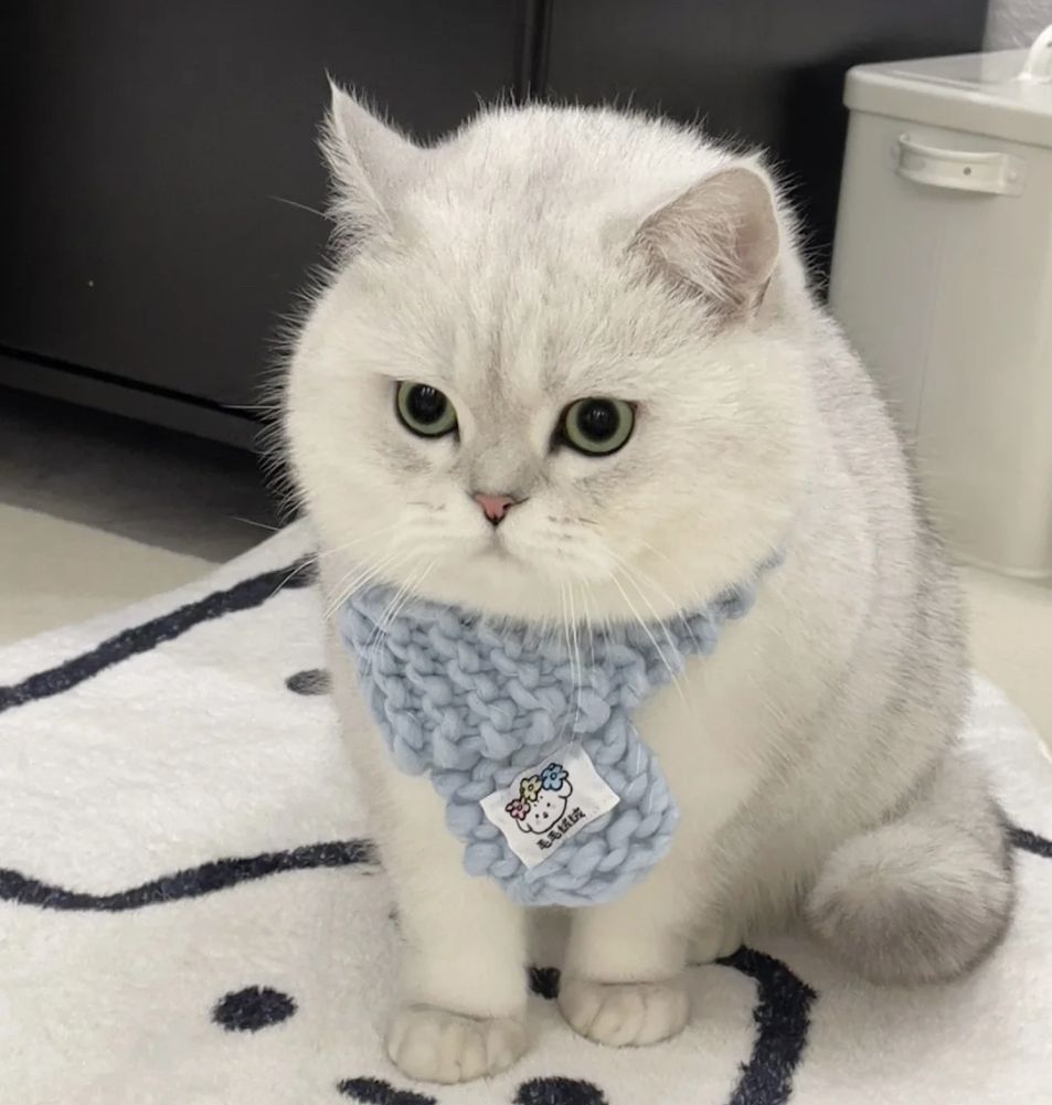 大胖脸银渐层猫咪❤平台推荐