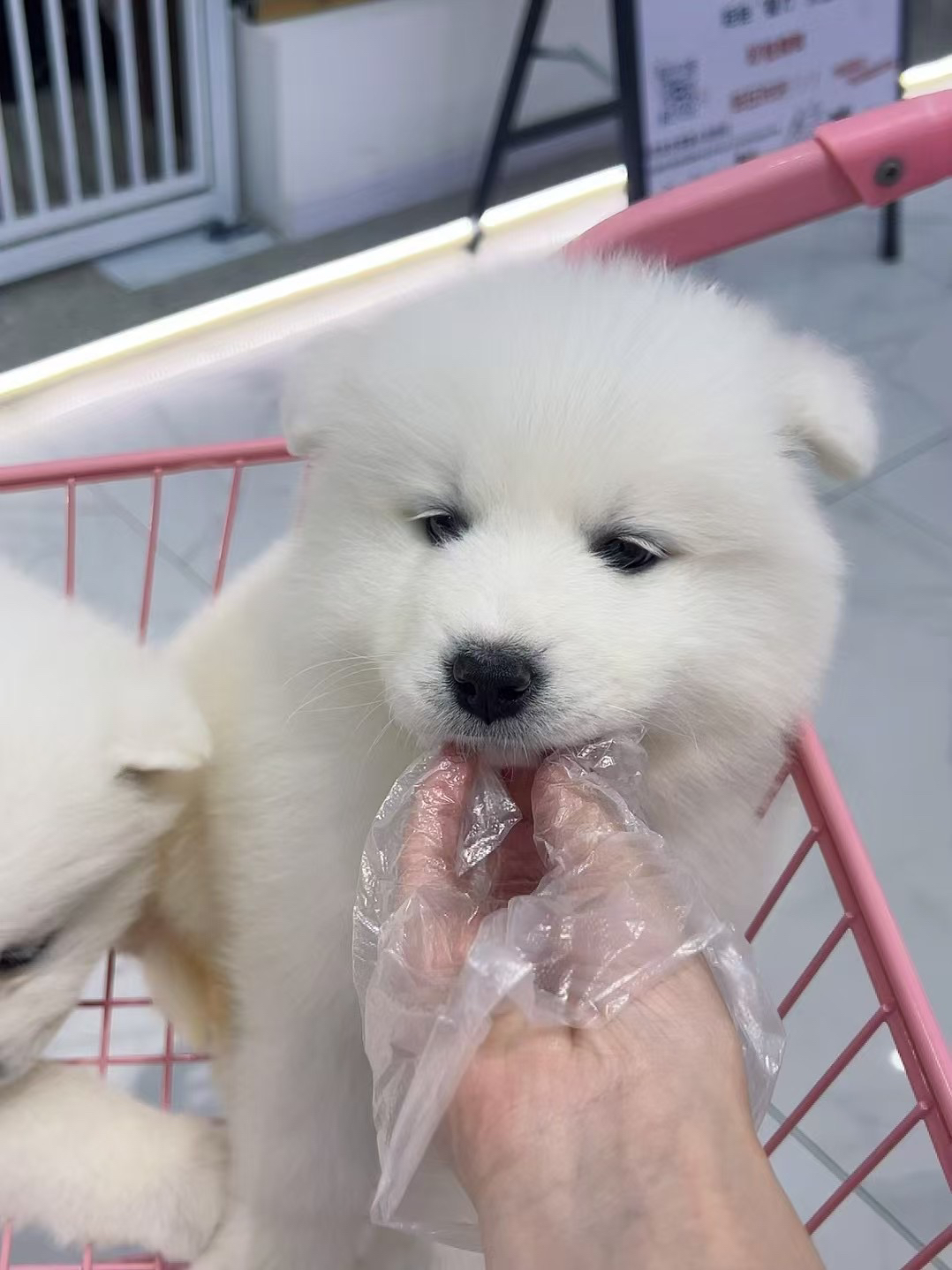萨摩耶幼犬,雪白蓬松萌翻天,温顺可爱好陪伴