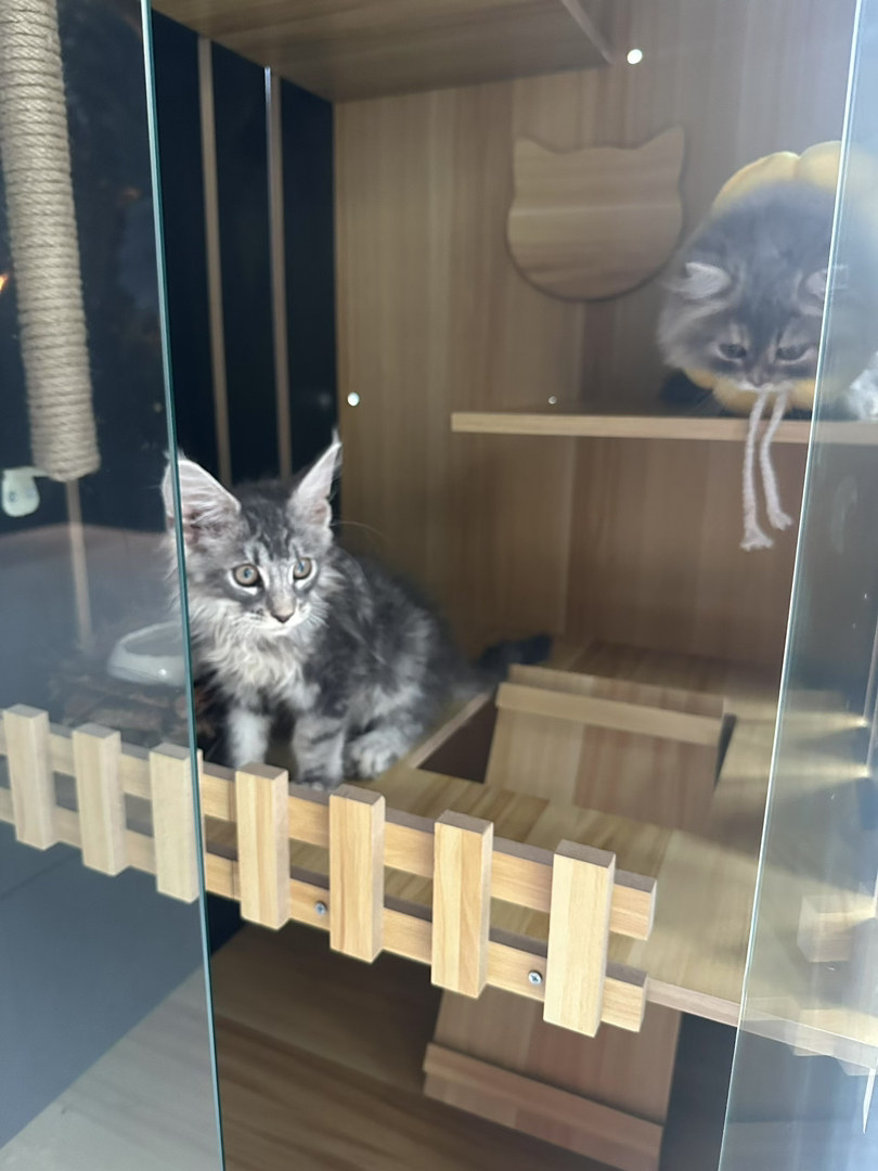 缅因猫