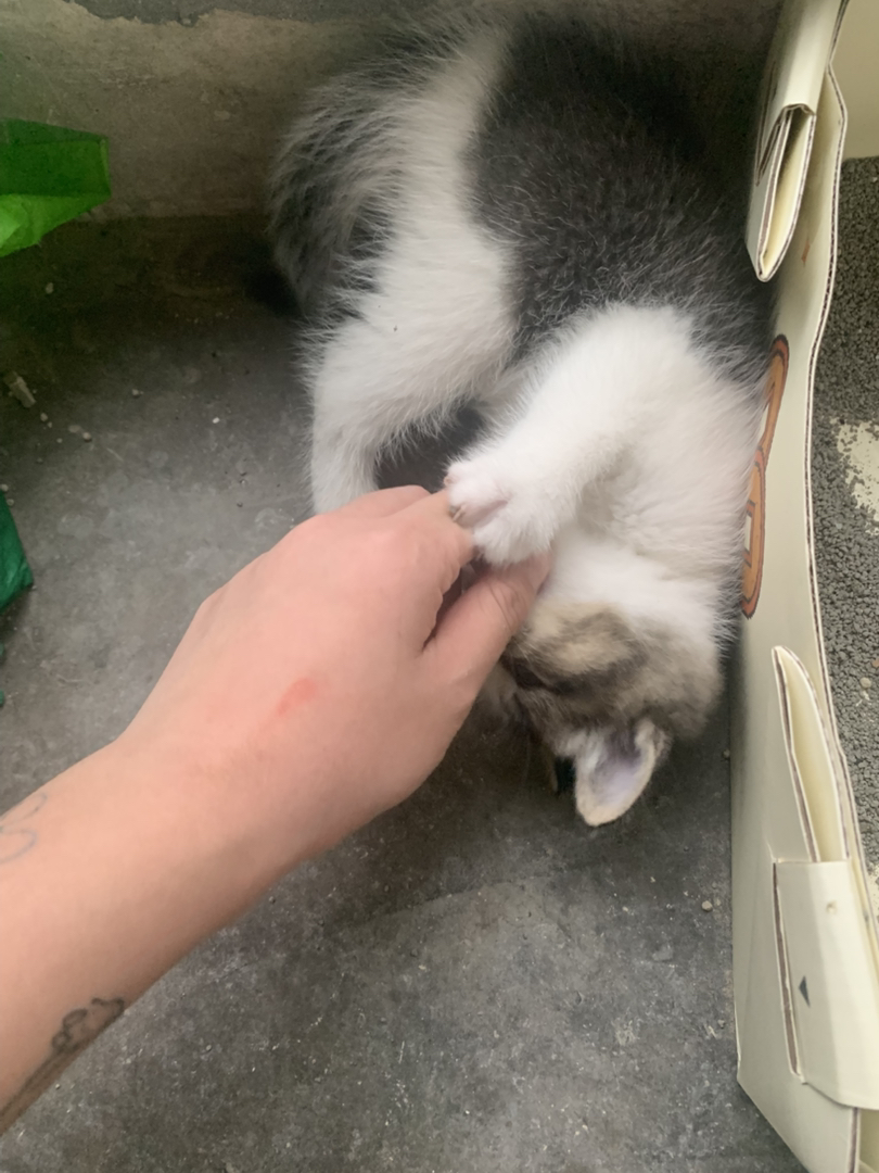 小奶牛 弟弟妹妹都有 健康 很活泼的哦