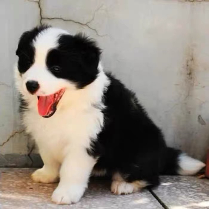 双血统边牧❤️带证书芯片