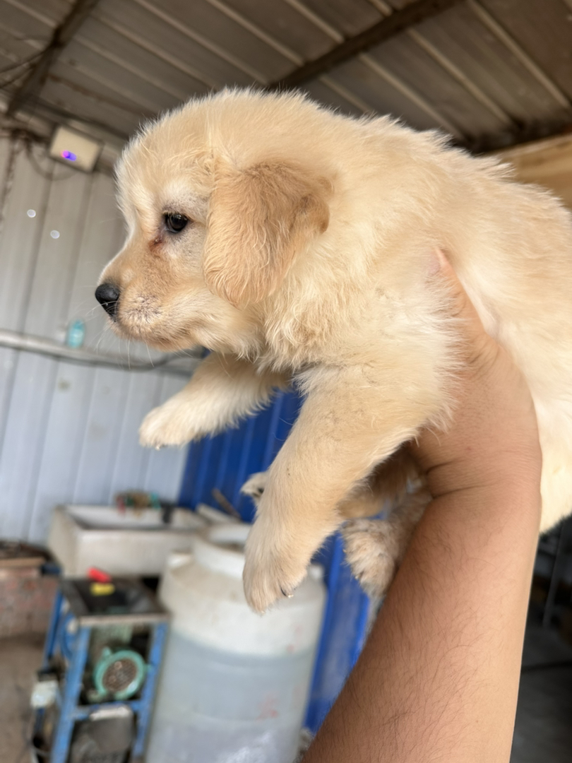 金毛幼犬，可爱活泼，性格温顺，适合家庭养殖