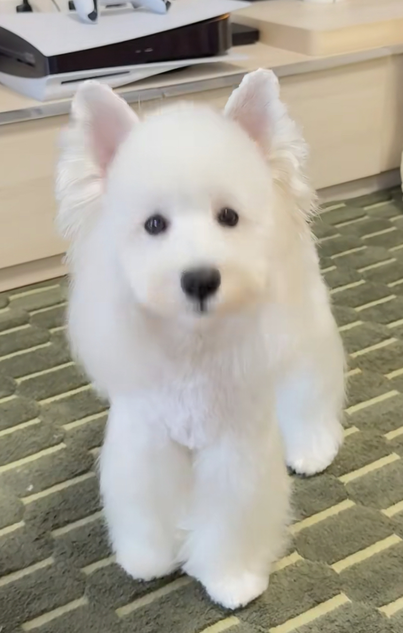 纯白雪纳瑞