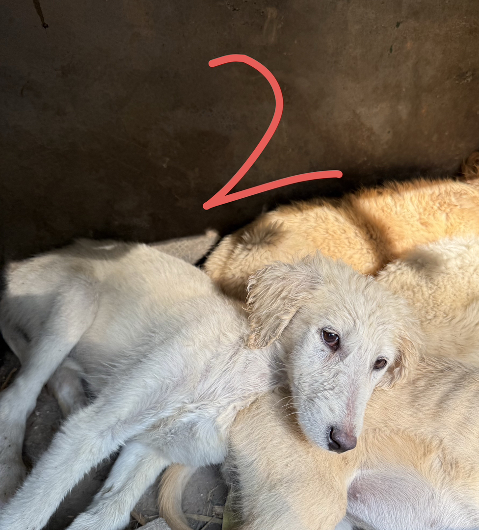 山东细犬优秀的中华田园犬聪明活波会看家护院认主人三个多月疫苗齐全包托运