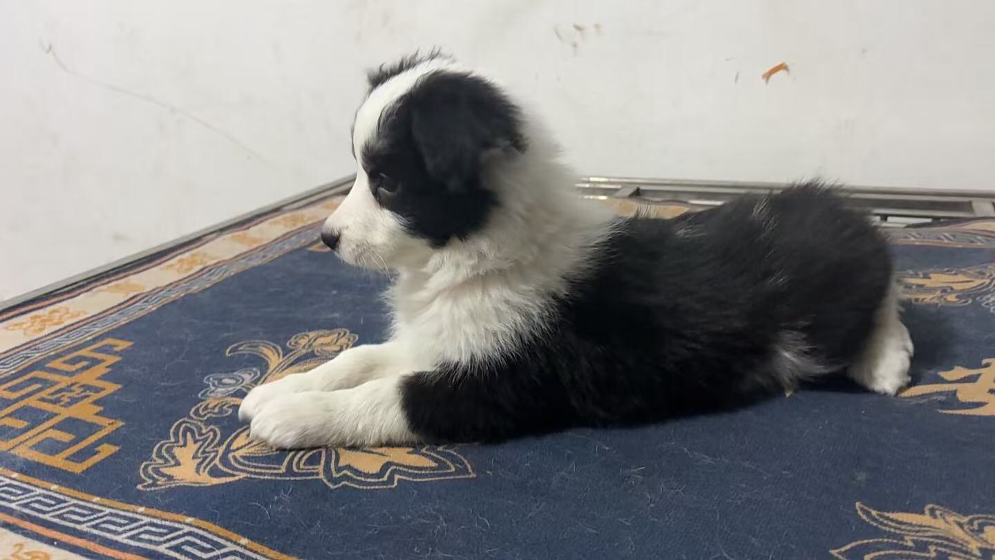 边境牧羊犬