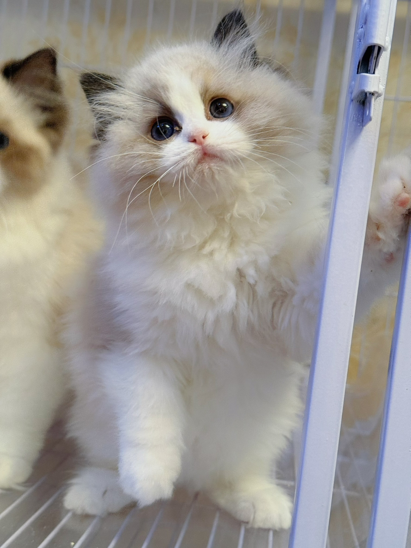 布偶猫