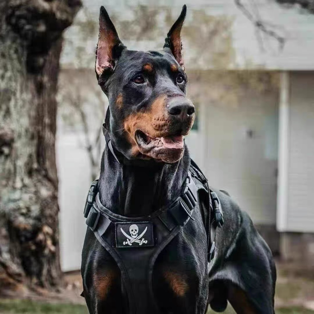 双血统杜宾犬❤平台推荐