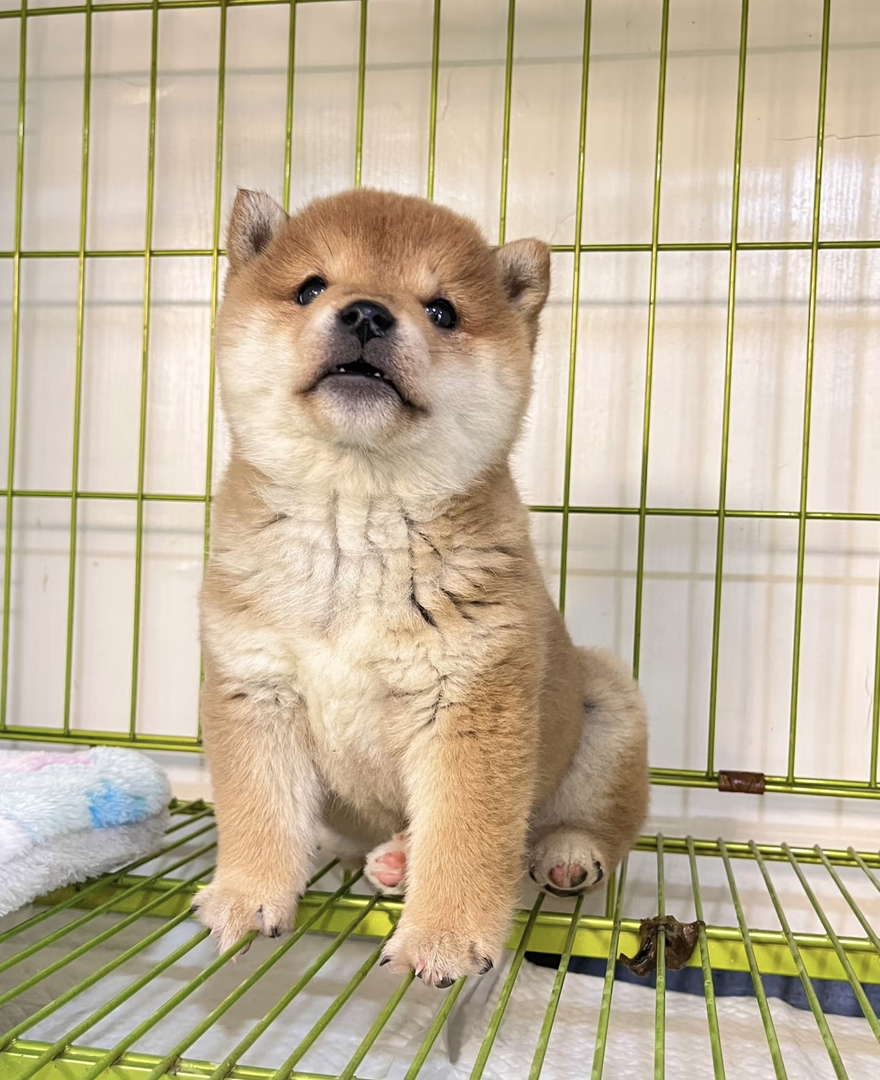 体味小、爱干净：柴犬几乎无体味，每月仅需洗1-2次澡，且有“洁癖”习惯，