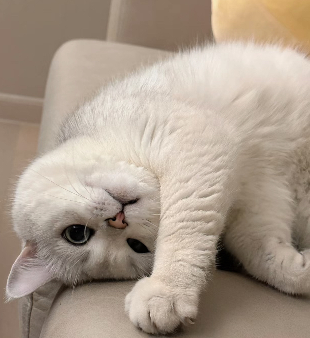 大胖脸银渐层猫咪多多❤高大上