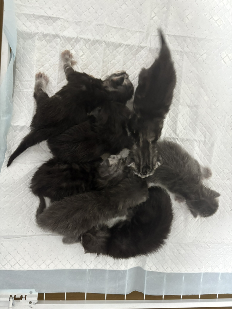 缅因猫
