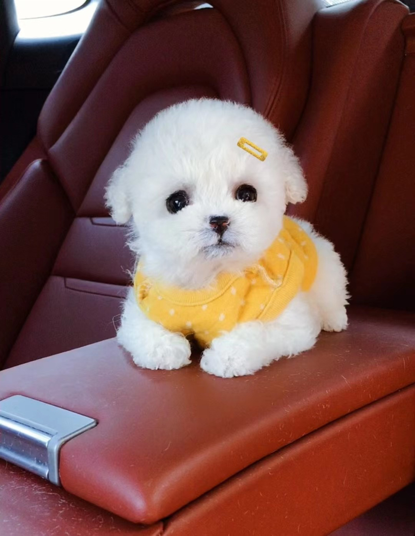 韩版比熊❤️疫苗齐全❤️