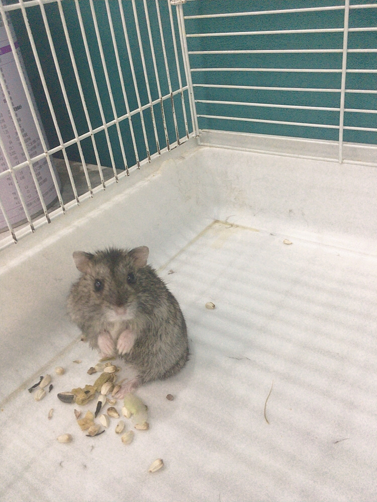 三线公仓鼠
