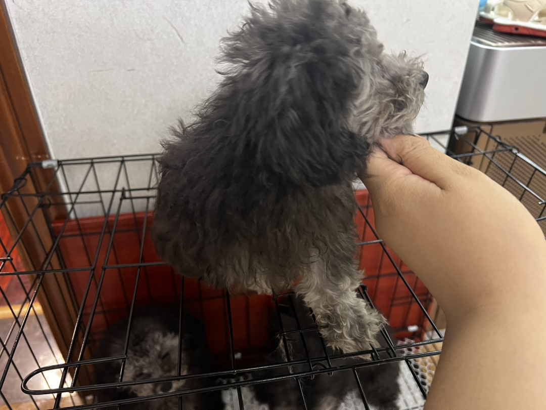 可爱泰迪幼犬，卷毛大眼超萌，聪明活泼的贴心伴侣