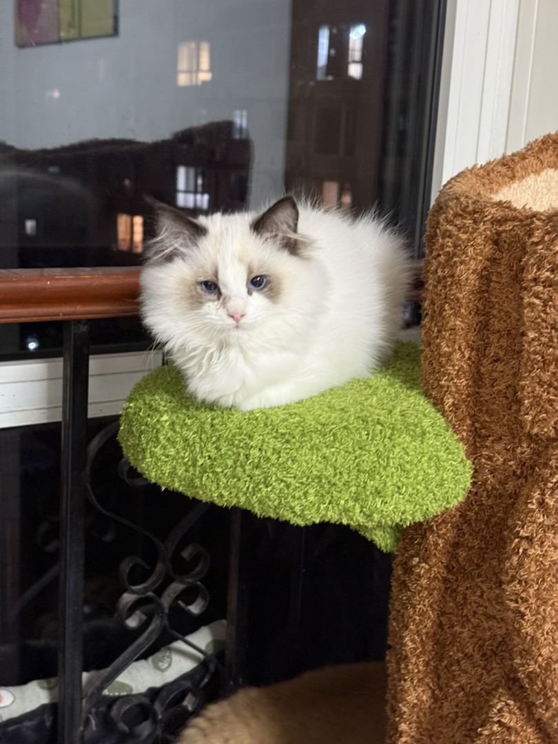 纯正自己家生的绝非猫贩子