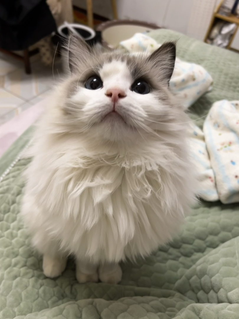 叫团团，性格胆小，但是又很调皮，特别聪明，这猫有点心眼子但不多
