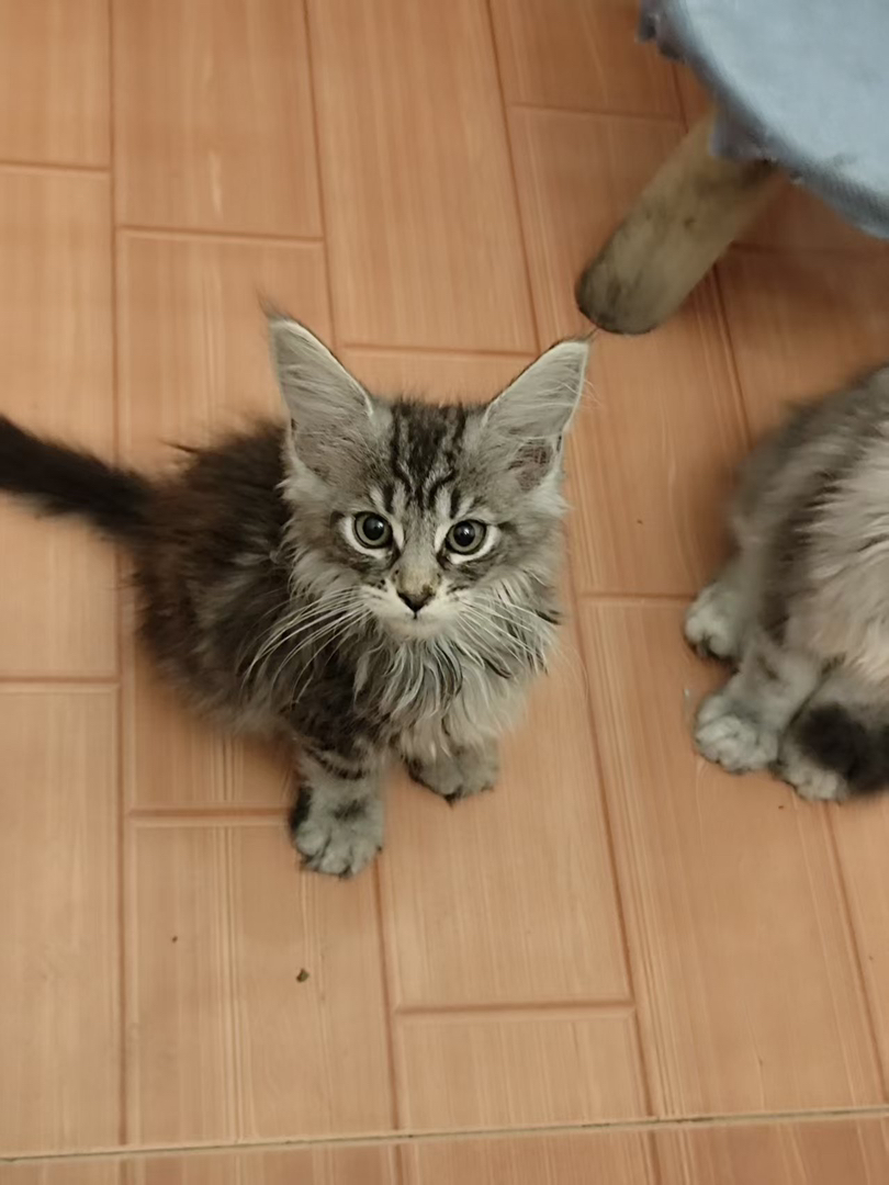 缅因猫幼崽，长毛大眼颜值高，气质优雅的温柔巨人