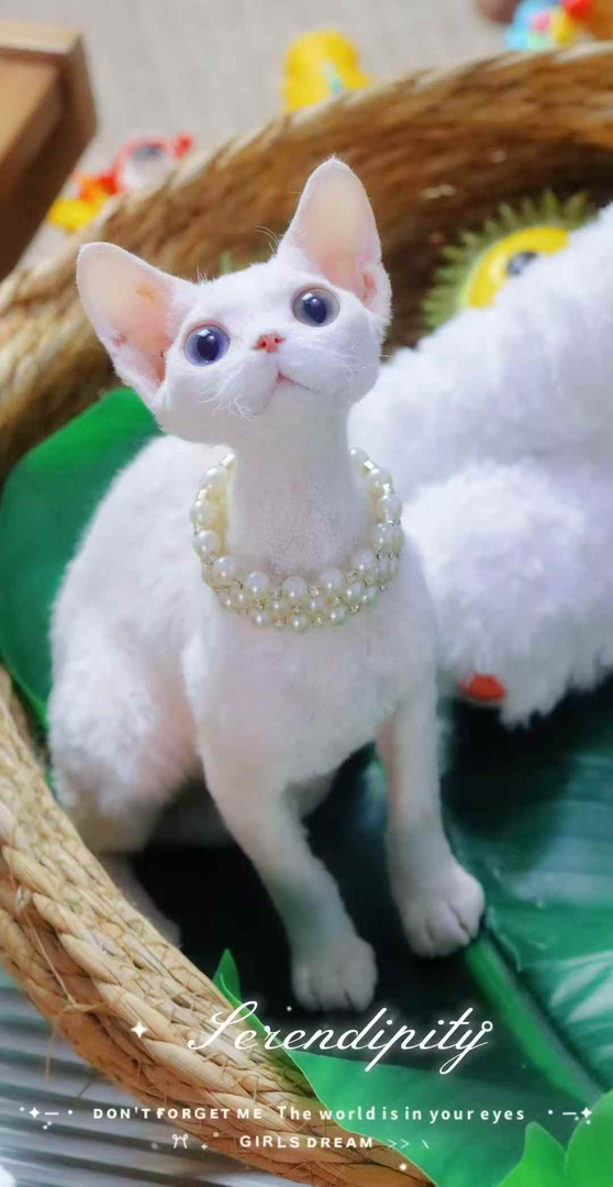德文卷毛猫，蓝眼白毛颜值高，可爱亲人性格好