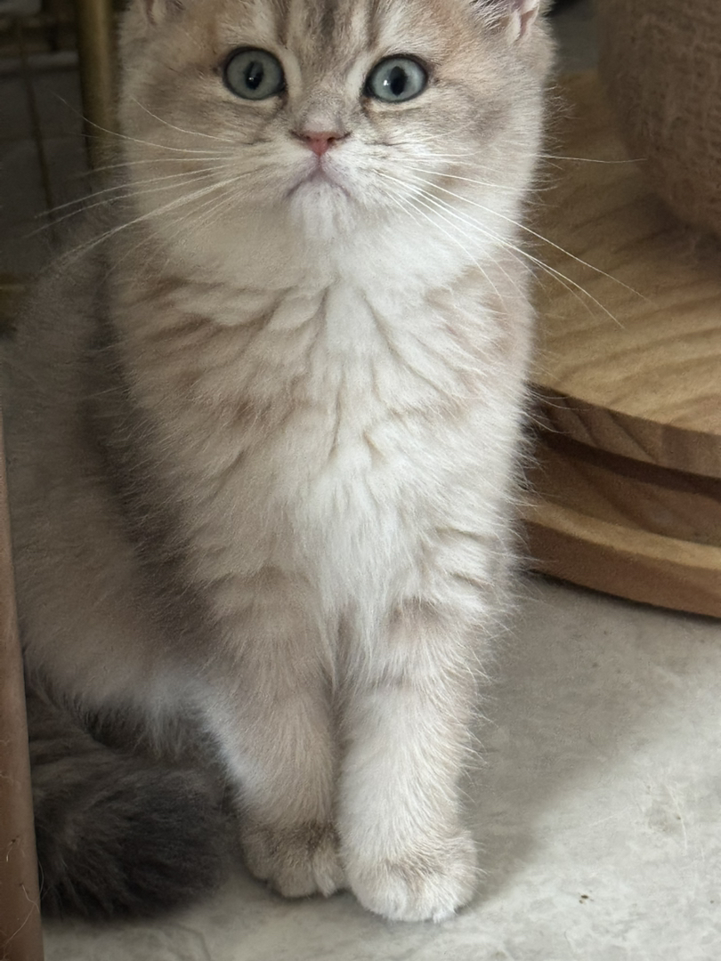 蓝金宝宝找新家～