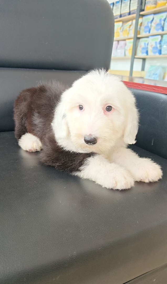 古代牧羊犬 已驱虫打疫苗 公母都有 可爱温顺