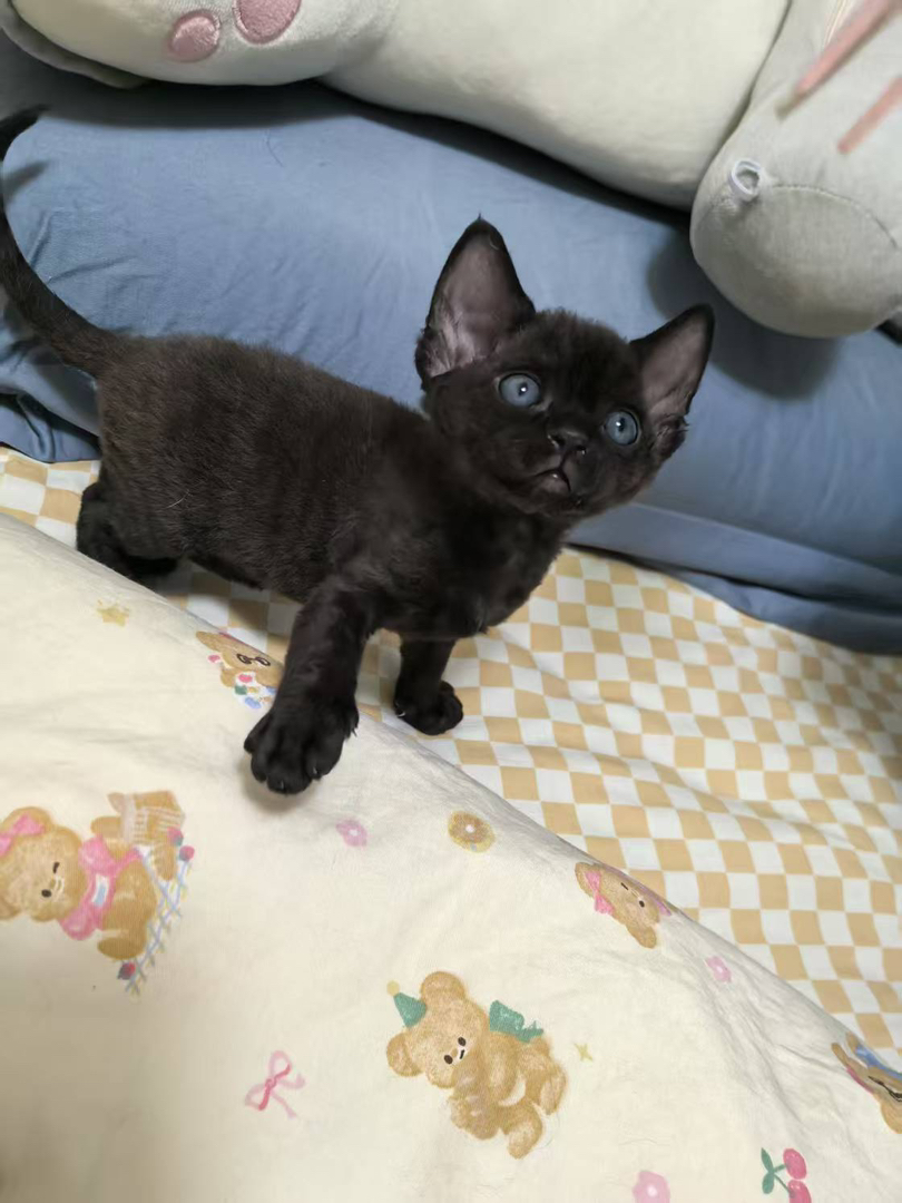德文卷毛猫