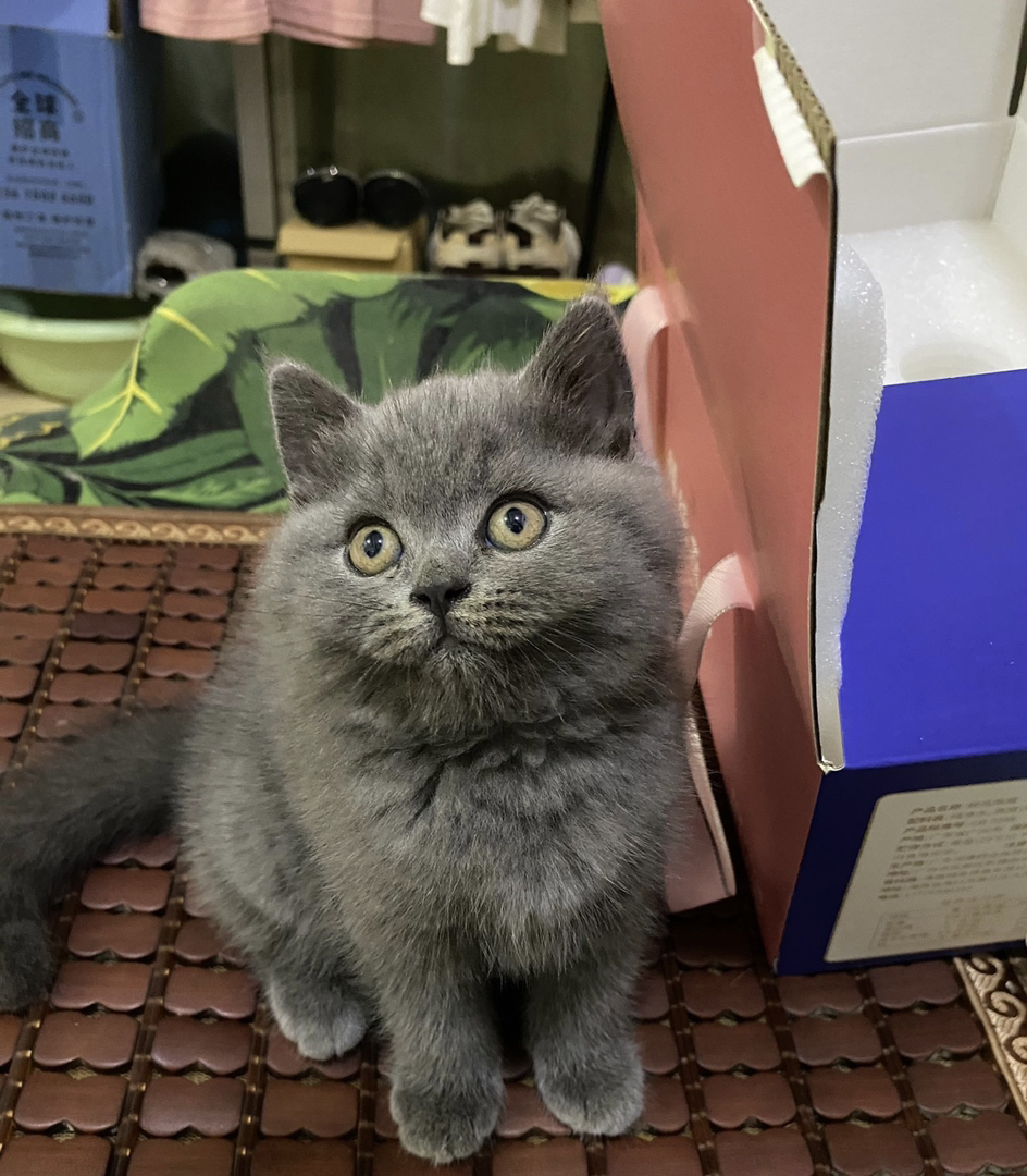 蓝猫包售后有猫瘟腹水健康问题可以退款