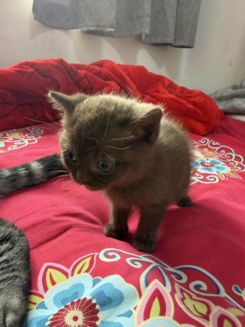 可爱英短小猫，蓝眼圆耳，憨态可掬，萌化人心