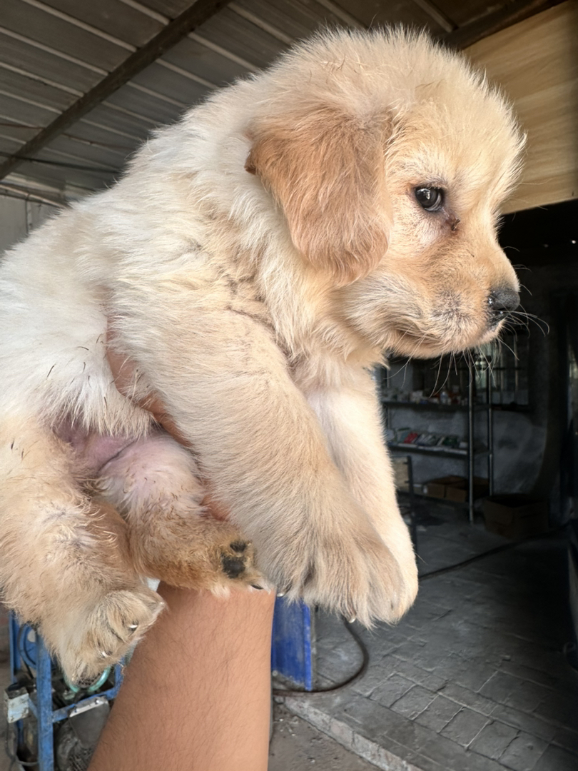 金毛幼犬，可爱活泼，性格温顺，适合家庭养殖