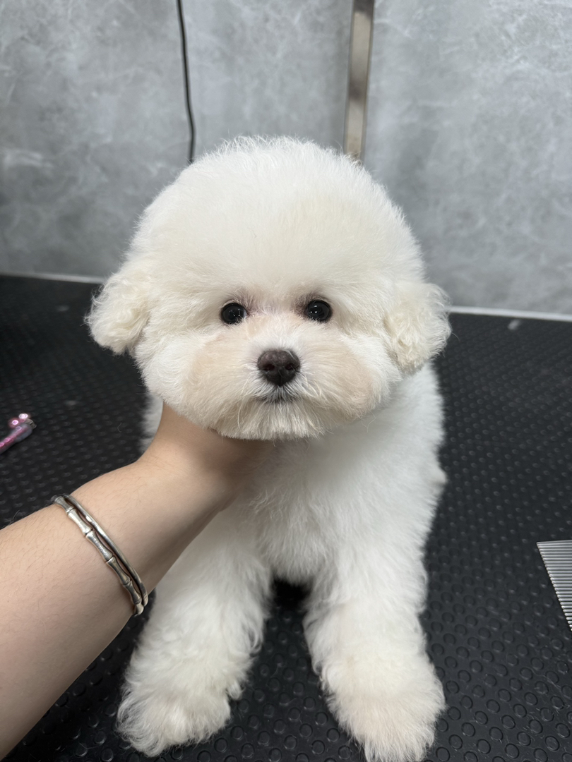 小体比熊弟弟