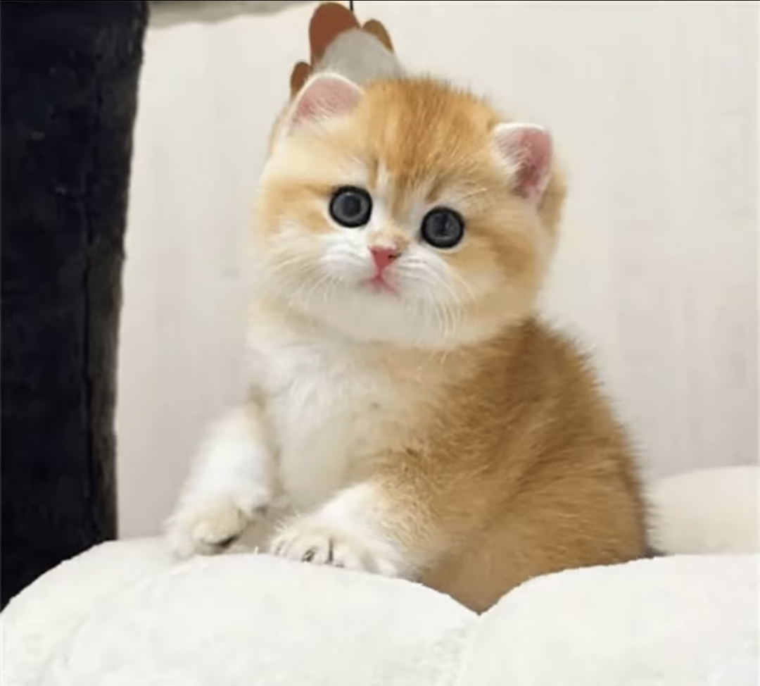 可爱金渐层幼猫，颜值超高，温柔粘人，养猫首选