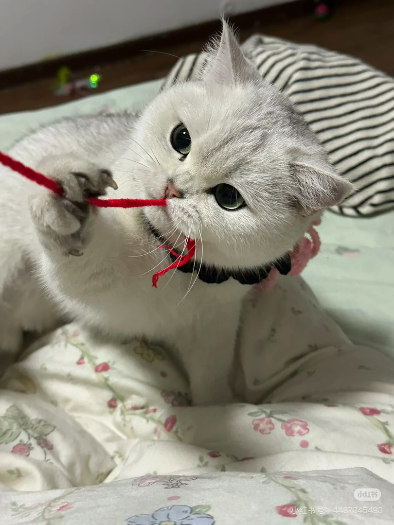 英国短毛猫，毛白如雪，性格温顺，颜值与性格并存的萌宠，胖墩墩能喝能喝