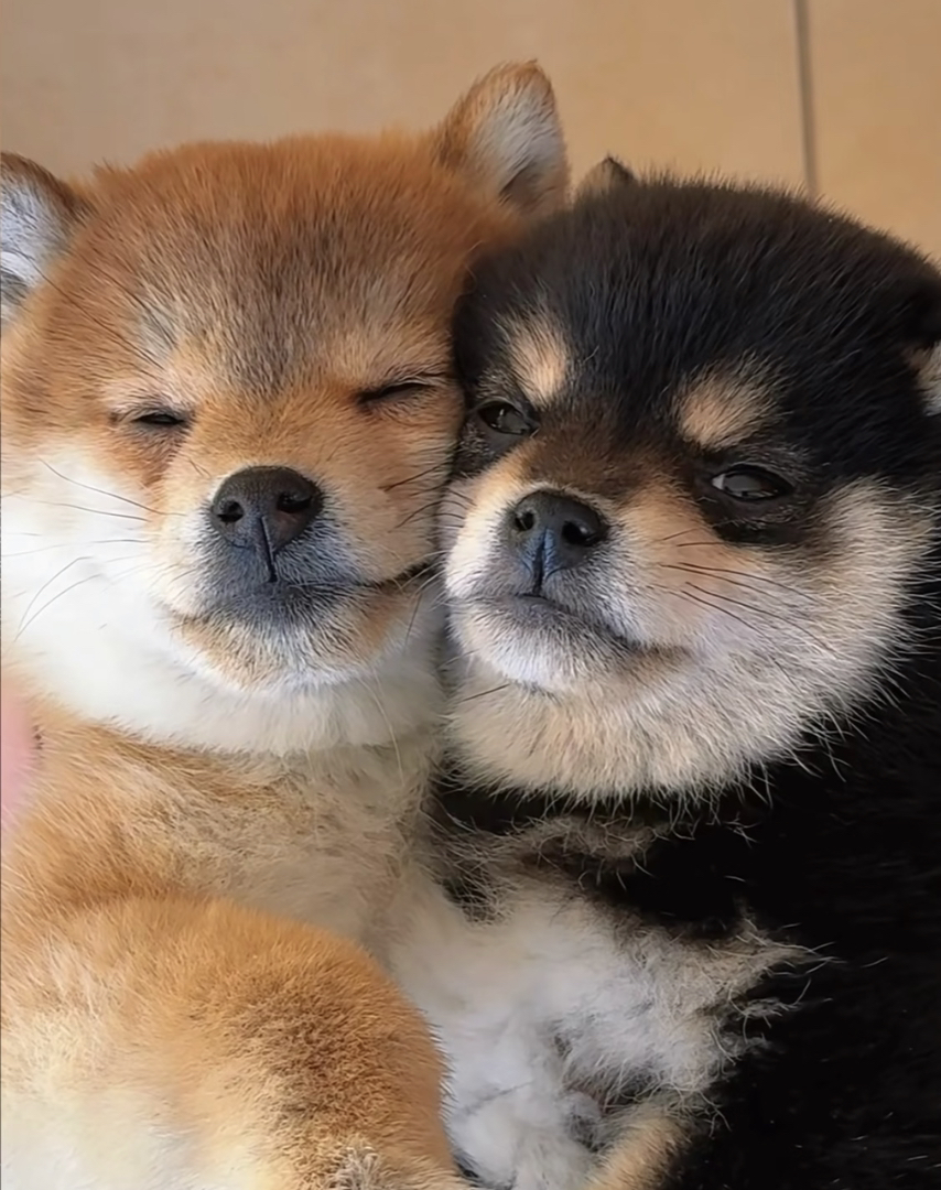 日本柴犬❤️平台推荐
