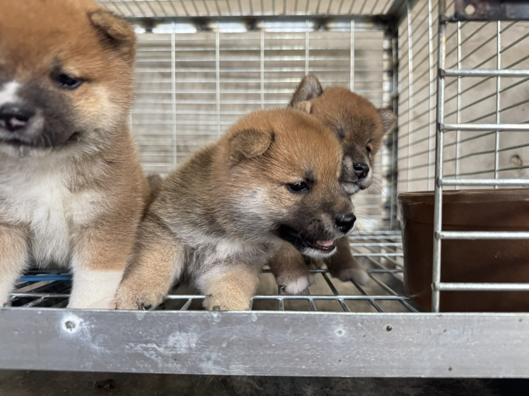 日本豆柴犬京津冀包邮