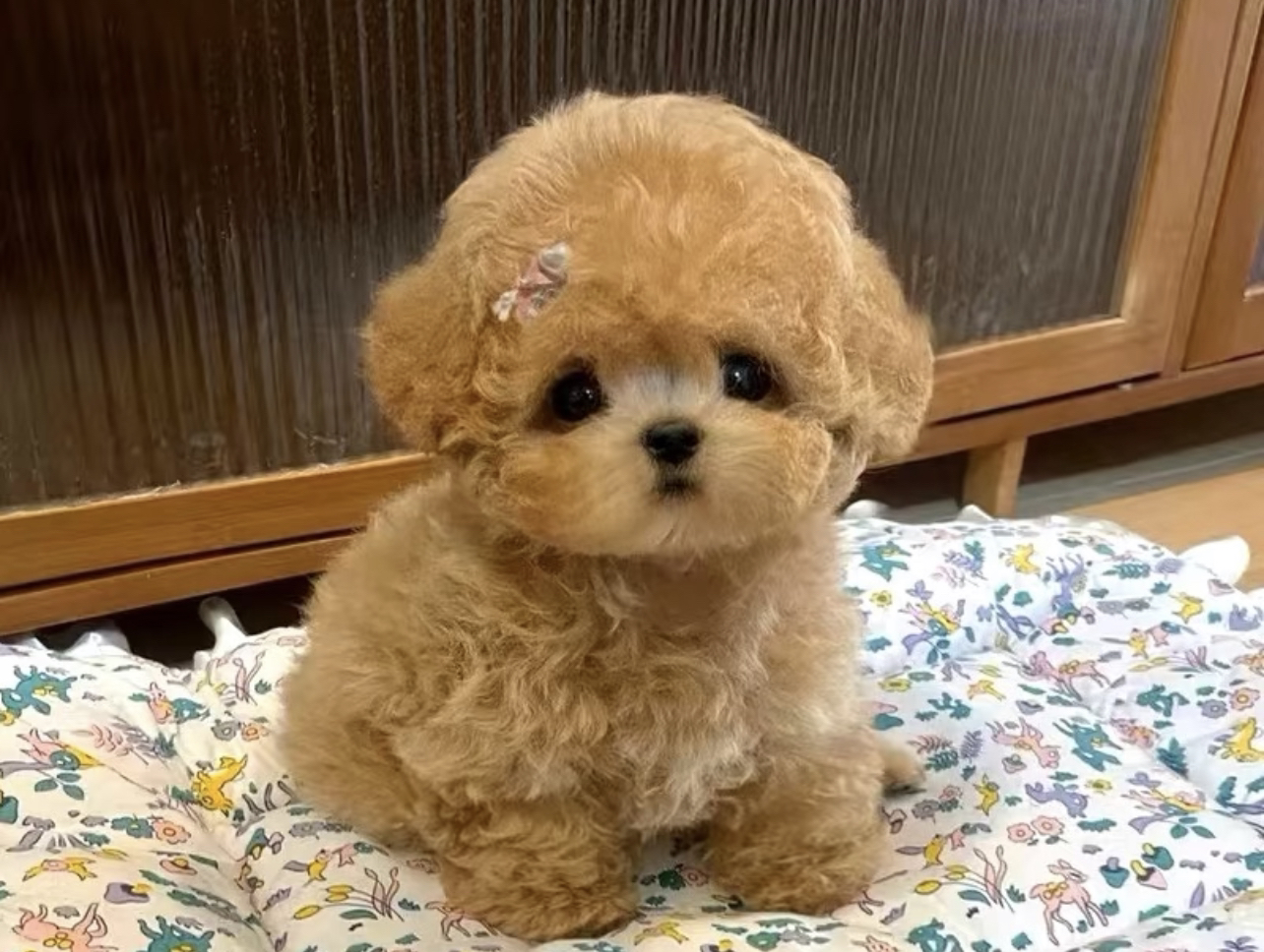 香槟色泰迪熊