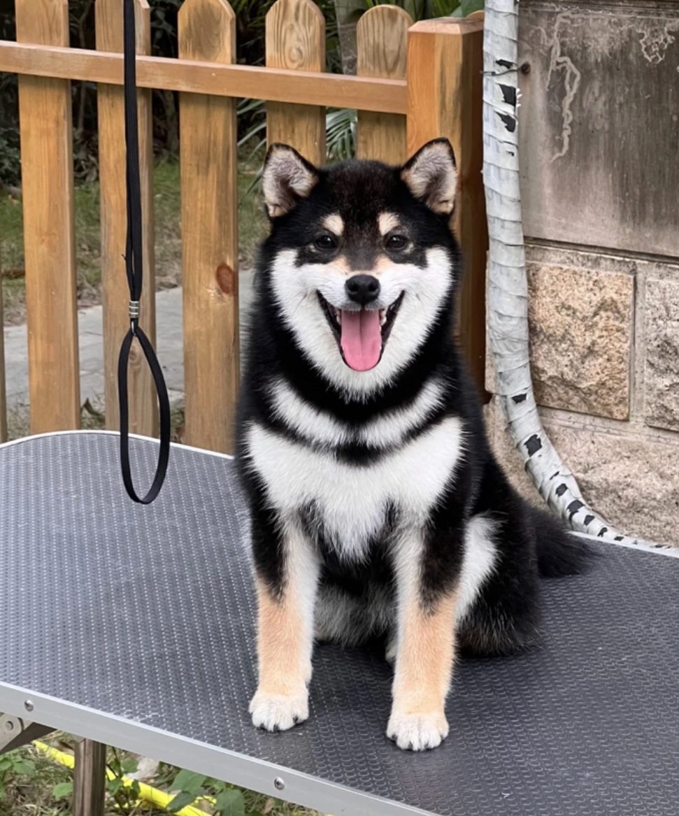 双血统黑色柴犬