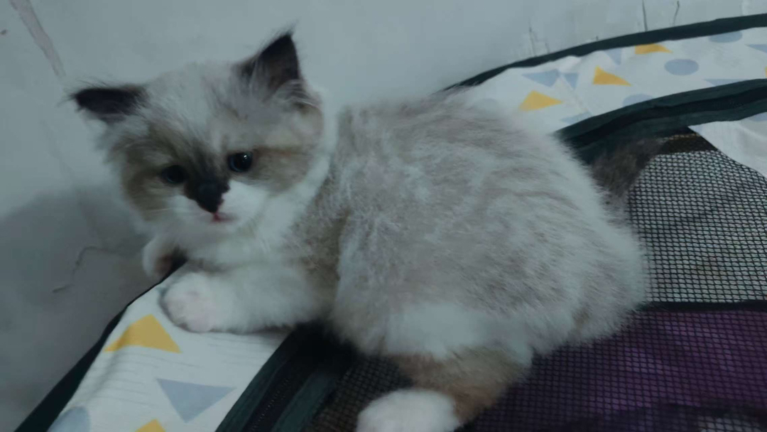 出售布偶猫【品种】布偶猫，【猫龄】两个月【特点】活泼、爱动、温柔、甜美。