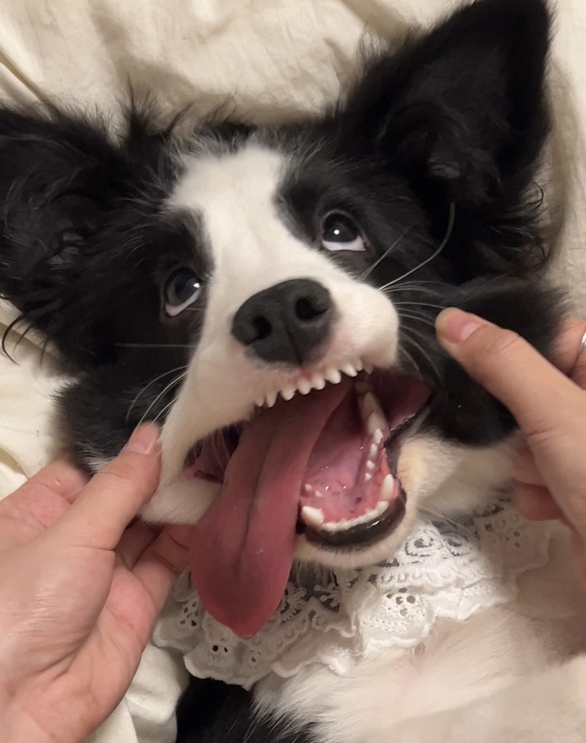 边境牧羊犬幼犬,颜值高智商高,活泼可爱超萌宠