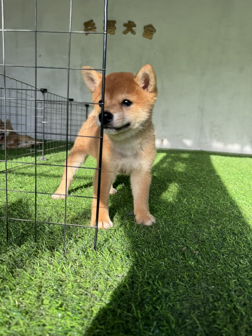 日本豆柴犬帅哥