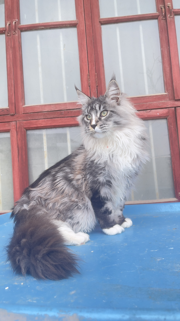7个月12斤大体格缅因猫