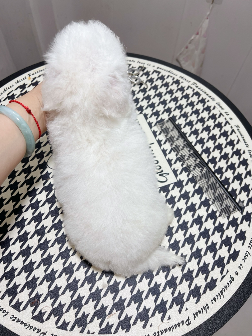 可爱比熊犬,浑身雪白似棉花糖,乖巧粘人超治愈