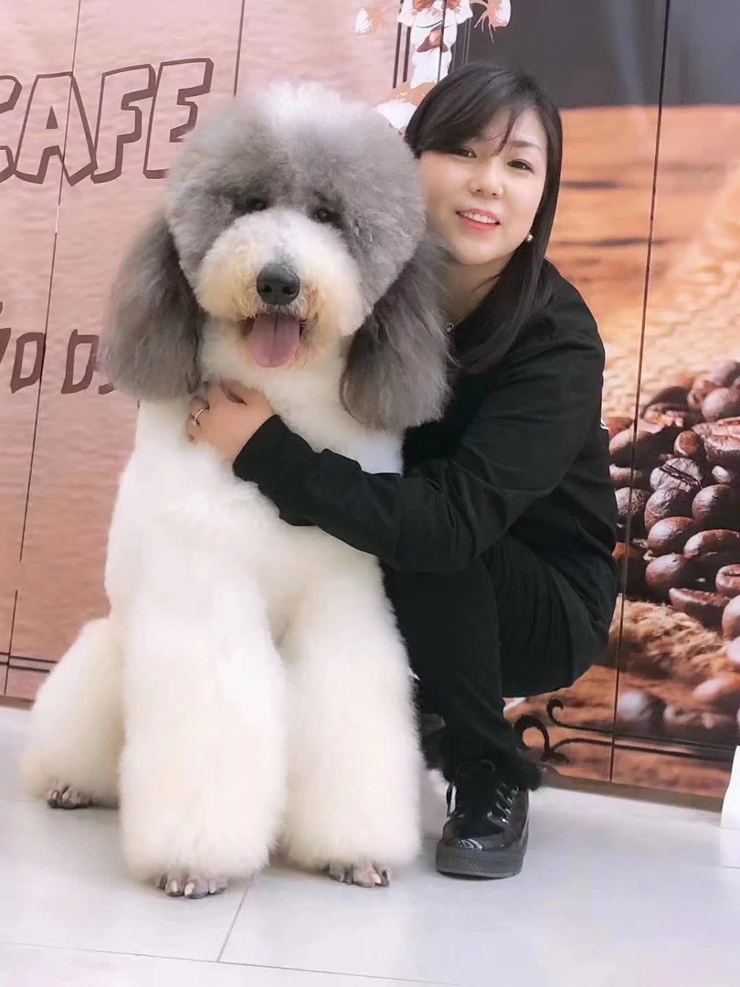 花色巨贵犬❤️疫苗齐全❤️灰白花，红白花