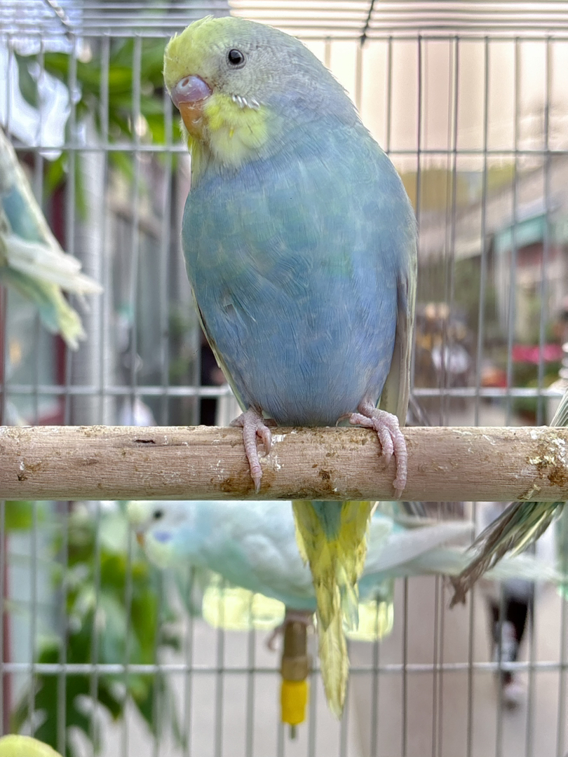 可爱虎皮鹦鹉，小巧玲珑，羽毛漂亮，易养宠物