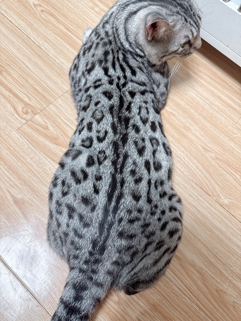 孟加拉豹猫银豹公-小玫瑰纹出售