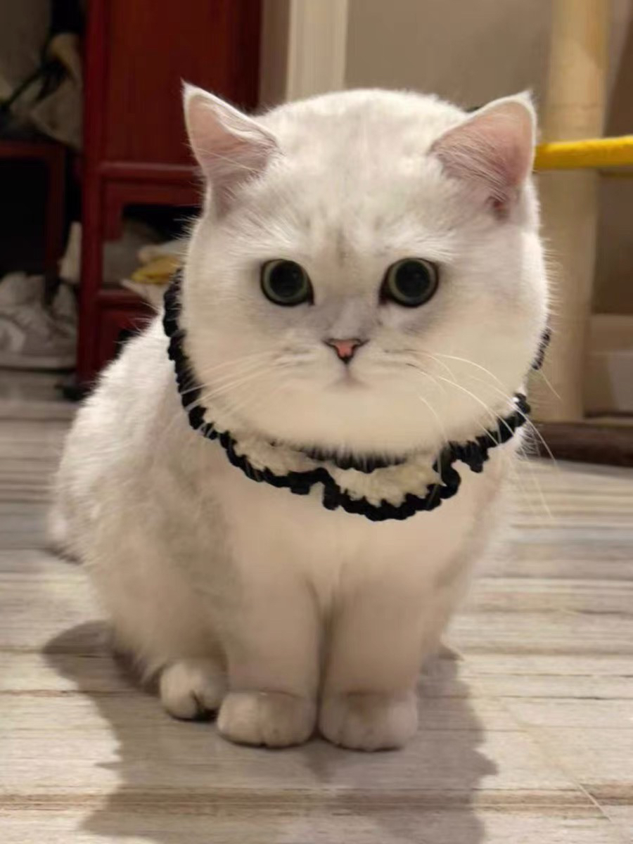 银渐层猫咪,圆眼胖脸超可爱,温顺亲人惹人爱