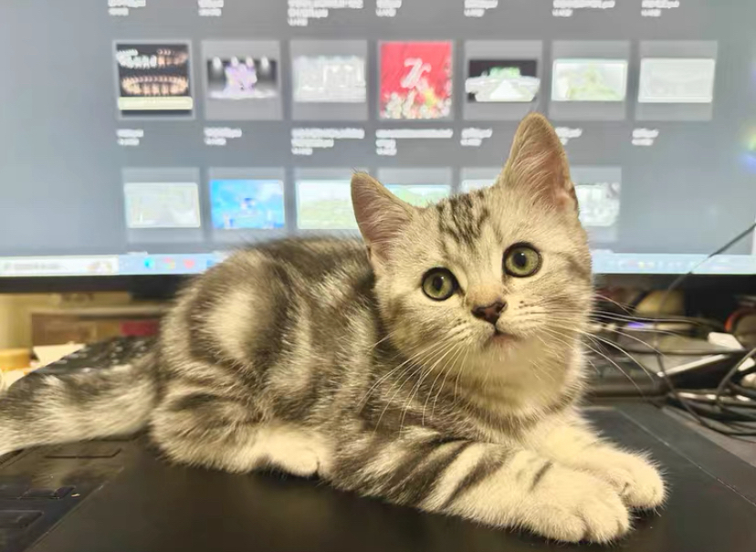 美国短毛猫,经典虎斑纹,活泼可爱,绝佳宠物伴侣